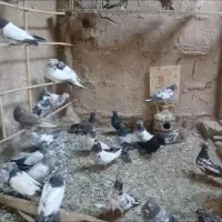 تعداد ۴۰ عدد کبوتر درجه ۱ سو قدیم