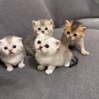 اسکاتیش و بریتیش در سه رنگ