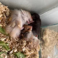 همستر سوری|موش و خرگوش|تهران, جنت‌آباد جنوبی|دیوار