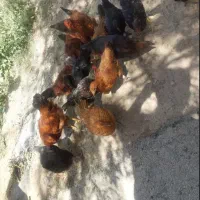 جوجه