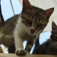 گمشده حوالی جاده همایون کوچه بیگلی/پاداش ویژه|حیوانات|زنجان, |دیوار