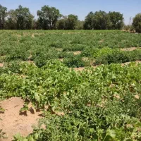 زمین کشاورزی یک هکتار