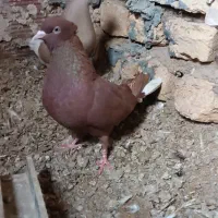 کبوتر دم سفید ماده|حیوانات|بجنورد, |دیوار