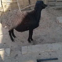 قوچ قره قزل