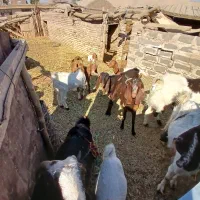 بزکره پاکستانی زایده وابستن|حیوانات مزرعه|رفسنجان, |دیوار