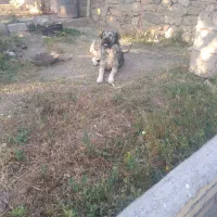 بوز سرابی زیبا و اصیل