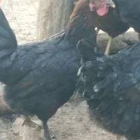 مرغ محلی کرچ شو|حیوانات مزرعه|رودهن, |دیوار