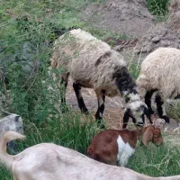 میش جوان