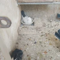 کبوتر دم سیاه. رنگی|پرنده|قم, شهرک مهدیه (مدرس)|دیوار