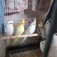 عروس هلندی|پرنده|مشهد, دانشجو|دیوار