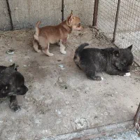 فروش پاکوتاه فیندو ریز و کوچک|سگ|میانه, |دیوار