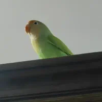 یک جفت کوتوله برزیلی|پرنده|شیراز, شهرک ولیعصر|دیوار