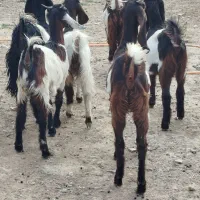 ۶بزغاله ماده تخمی تکه خورده ( همشون لینگ سه قلو )|حیوانات مزرعه|ملک‌آباد, |دیوار