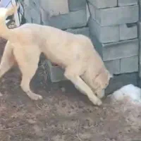 گم شده|حیوانات|ملایر, |دیوار