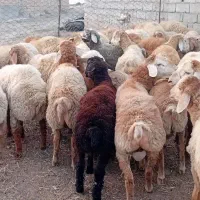 ۴۰راس بره نر جفتی حدودا ۸۵کیلو نقدی