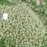 خرید گردو دونی نقد