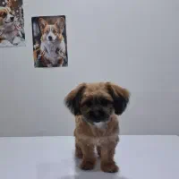 گرومینگ و شستشوی پت