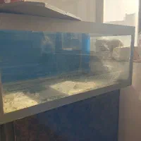 اکواریوم|ماهی|ابهر, |دیوار