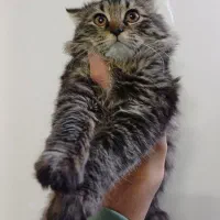 گربه بریتیش ماده