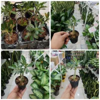 آدنیوم بنسای بامبو یشم ارغوان آلترناترا پتوس استند