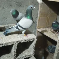 یه لم مسافتی درجه یک