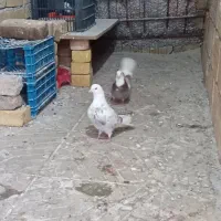 کبوتر پرشی . پرش سنگین