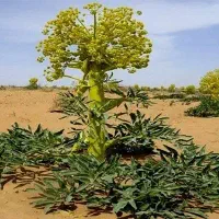 خواستار 1 نیرو کار