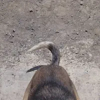 گمشده|حیوانات|تبریز, |دیوار