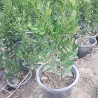 شمشاد نعنایی