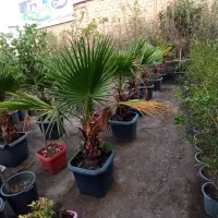 درخت نخل پالم واشنگتن|گل و گیاه طبیعی|احمدآبادمستوفی, |دیوار