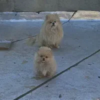 پامر خرسی ماده