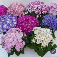 گل سینره امسال|گل و گیاه طبیعی|تالش, هشتپر|دیوار