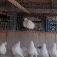فروش کلی تعدادی کبوتر|پرنده|قائمشهر, |دیوار