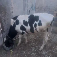 شهر سوارن