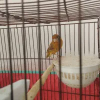 قناری ماده شتری جفتخور سهره