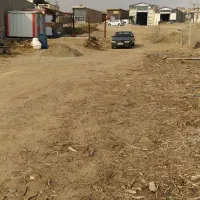 خرید فروش درخت نقدی|عمده‌فروشی|اهر, |دیوار