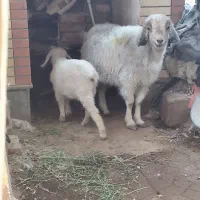 بز و یک کهره رگایی بز دوباره ابستن|حیوانات مزرعه|کرمان, |دیوار