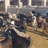 پازن داشتی رنگ چرمه ( نارک)