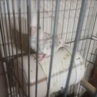 عروس هلندی. دستی دونه خو و جوجه سرلاکی