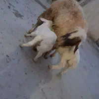 گوسفند داشتی