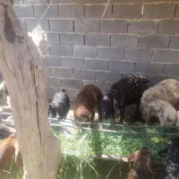 حیوانات مزرعه