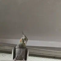 عروس هلندی چهار ماهه و شیش ماهه