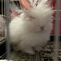 خرگوش موبلند آپارتمانی|موش و خرگوش|ابهر, |دیوار