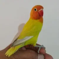 طوطی کوتوله برزیلی دستی