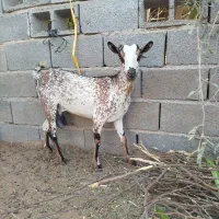 بزنقشی|حیوانات مزرعه|بندرعباس, |دیوار