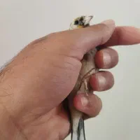 سهره، گلبسر، قفس