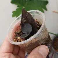 فروشی|ماهی|شاهرود, |دیوار