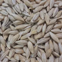 جو  بو جاری شده