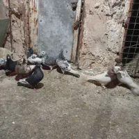 کفتر خودمونی هم چی قاطی|پرنده|شیراز, شیخ علی چوپان|دیوار