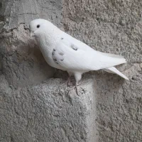 کفتر خال پیس